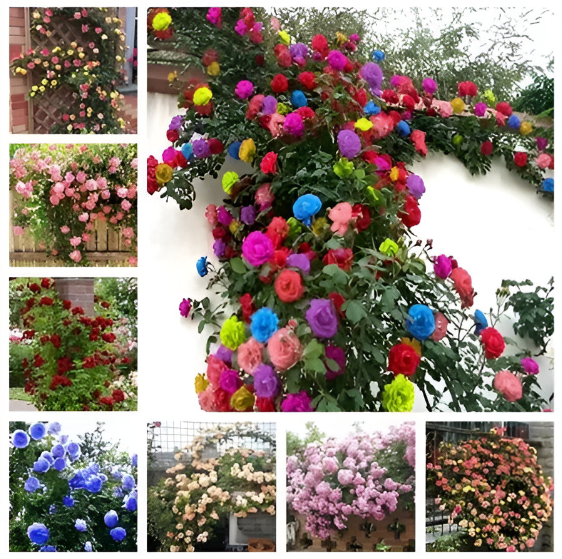Semillas de Rosa Trepadora Mix para Jardín Decorativo