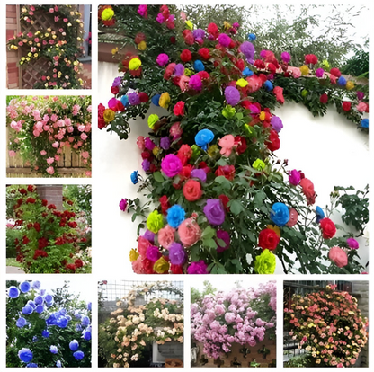 Semillas de Rosa Trepadora Mix para Jardín Decorativo
